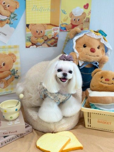 大学路漫漫宠工作室 小型犬专属地 [狗头]