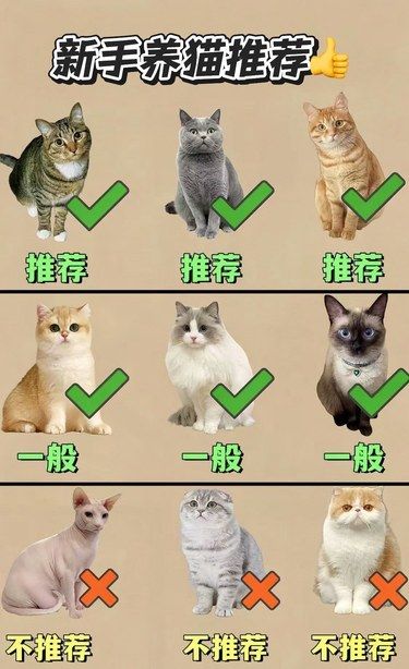 新手养猫推荐⁉️一般人我不告诉他
