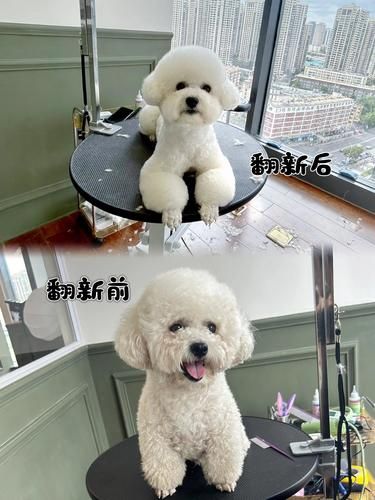 谁懂！狗子终于剪出布朗熊啦