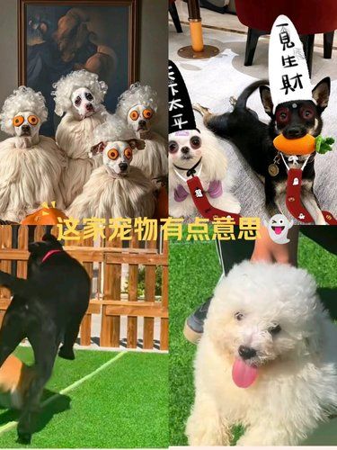 狗狗微笑攻势来袭～
