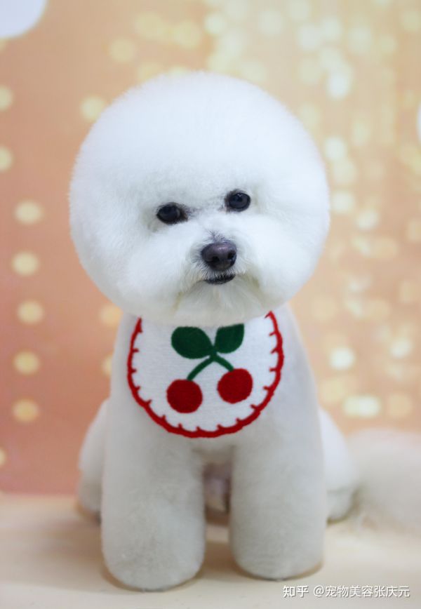 一只纯种标准比熊犬到底是什么样的