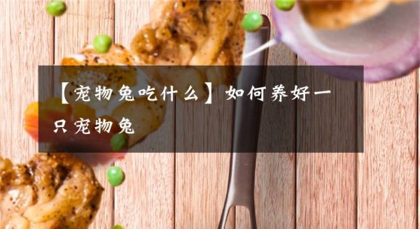 【宠物兔吃什么】如何养好一只宠物兔文章配图