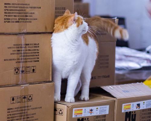 猫咪吃湿粮的好处（为什么要给猫咪吃湿粮）