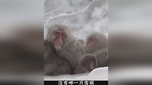 雪猴温泉浴