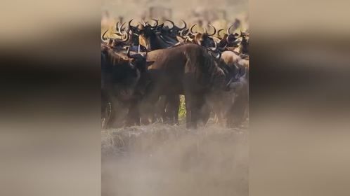 逆境中砥砺前行的猎豹兄弟，经历了数月干旱和饥饿，终于收获幸运