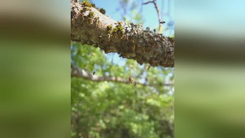 蜜蜂如何迁移蜂巢