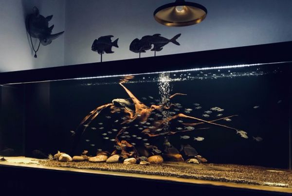 北京通州鱼缸维护 鱼缸订制 造景 鱼缸管家 诚实守信,更懂客户