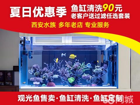 西安宠物用品/食品·水族公司鱼缸保养维护、鱼病治疗