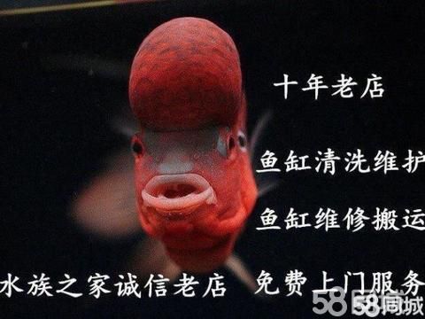 西安宠物用品/食品·鱼缸订做，清洗，水质检测，过滤升级改造