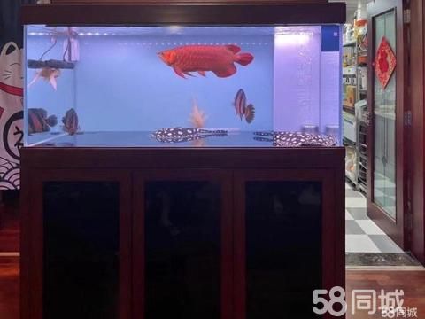 西安宠物用品/食品·鱼缸各类观赏鱼送货上门，水质免费检测、鱼缸杀菌清洗
