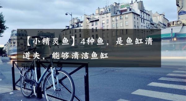 【小精灵鱼】4种鱼，是鱼缸清道夫，能够清洁鱼缸文章配图