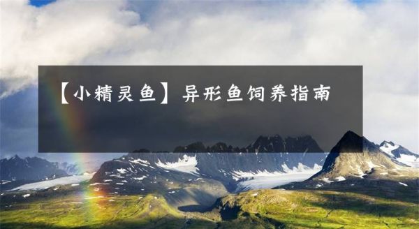 【小精灵鱼】异形鱼饲养指南