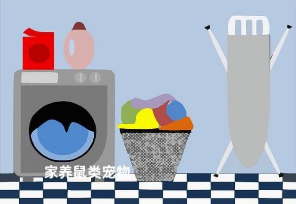 家养鼠类宠物