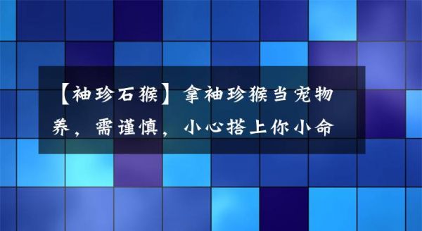 【袖珍石猴】拿袖珍猴当宠物养，需谨慎，小心搭上你小命哦文章配图
