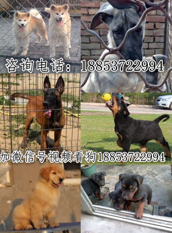 上海养犬厂电话