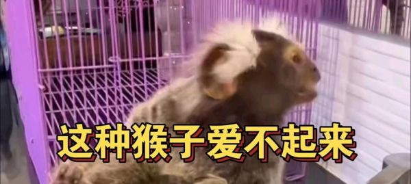 选择适合家庭养殖的猴子（了解各类猴子特征，选择合适的宠物猴）