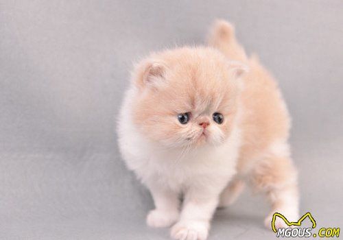 如何训练猫咪温顺乖巧的性格