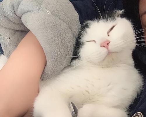 如何训练宠物猫咪（从几周龄开始）