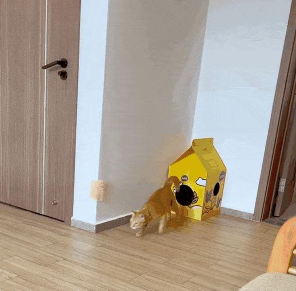 如何训练猫咪成为听话的宠物（让猫咪成为你的好伙伴-猫咪训练指南）