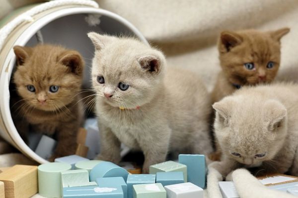 猫咪挑食怎么办?训练它吃猫粮有啥技巧?