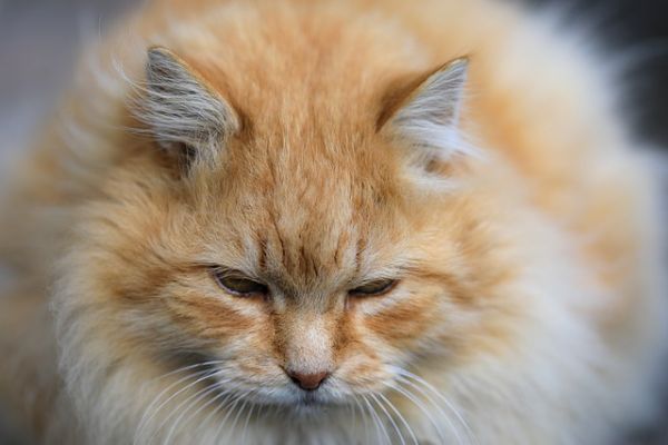 猫咪晚上太活跃,怎么调整作息跟我同步?