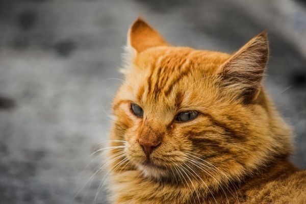教猫咪不玩电线,安全训练怎么做最有效?