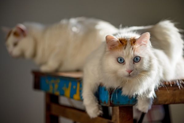如何让刚来的小猫快速适应新环境,不躲藏?