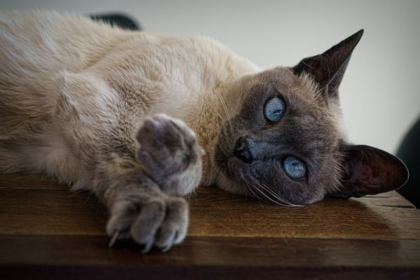 训练猫咪听话,叫它名字就回应,有啥好方法?