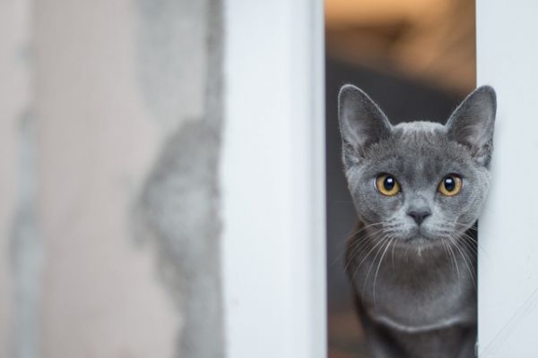 新手养猫,怎么教小猫用猫砂盆不犯错?