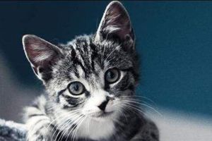 小猫护食怎么办