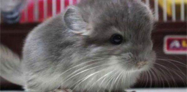龙猫被打后有阴影吗
