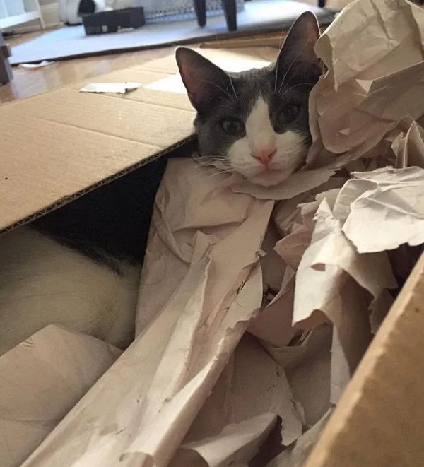 猫咪爱咬人、不让主人抱,脾气差的猫该如何正确教育?