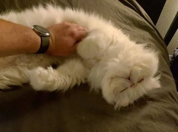 猫咪爱咬人、不让主人抱,脾气差的猫该如何正确教育?