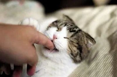 猫咪爱咬人、不让主人抱,脾气差的猫该如何正确教育?