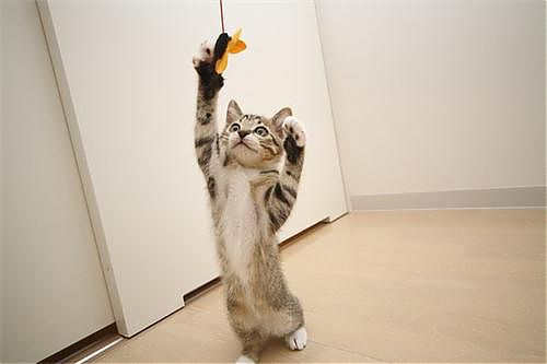 猫咪爱咬人、不让主人抱,脾气差的猫该如何正确教育?