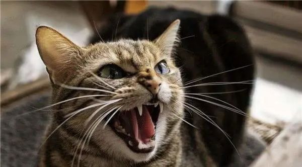 猫咪爱咬人、不让主人抱,脾气差的猫该如何正确教育?