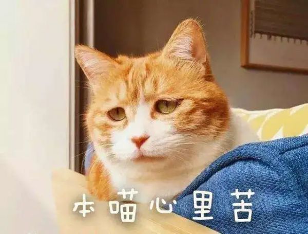 猫咪爱咬人、不让主人抱,脾气差的猫该如何正确教育?
