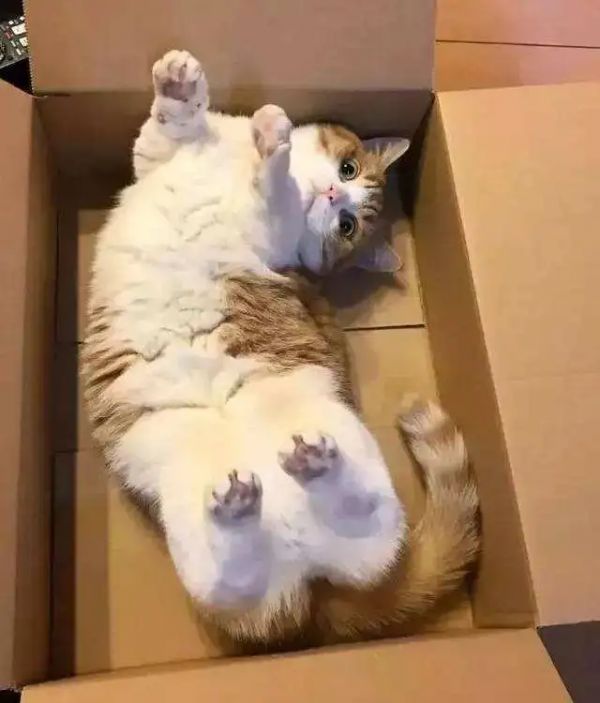 猫咪爱咬人、不让主人抱,脾气差的猫该如何正确教育?