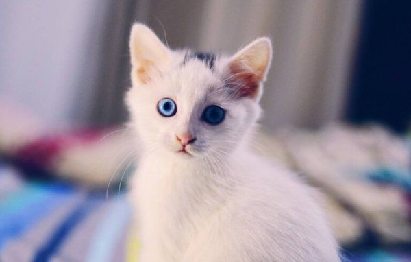 怎么让猫喜欢你粘着你？