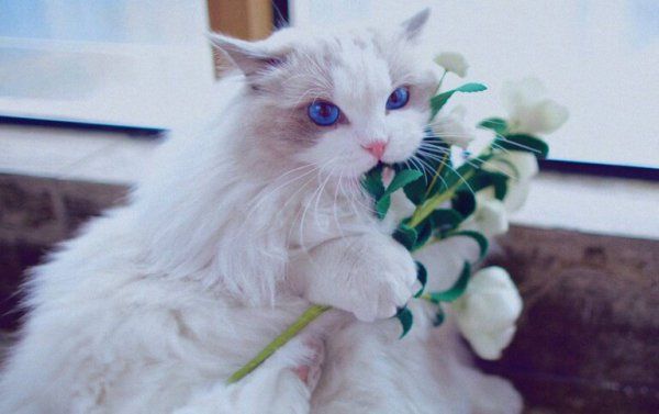 怎么让猫喜欢你粘着你？