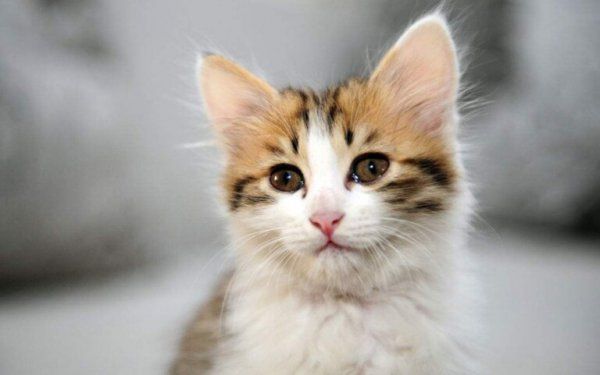 怎么让猫喜欢你粘着你？