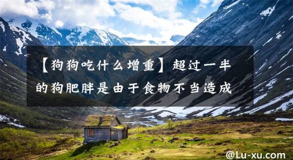 【狗狗吃什么增重】超过一半的狗肥胖是由于食物不当造成的。成年狗该怎么喂？文章配图