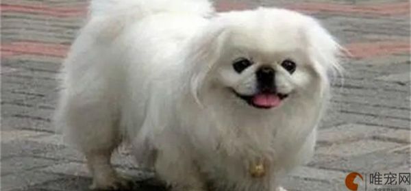 中国犬种有哪些