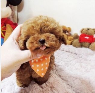 宠物狗有哪些品种