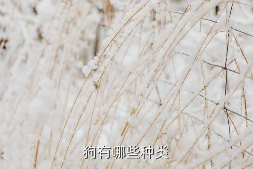 狗有哪些种类