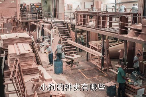 小狗的种类有哪些