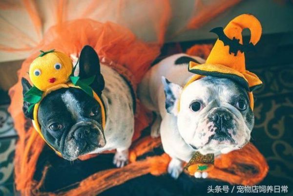 想养一只狗狗了吗？看看这篇不一样的狗狗分类，挑选适合你的爱犬