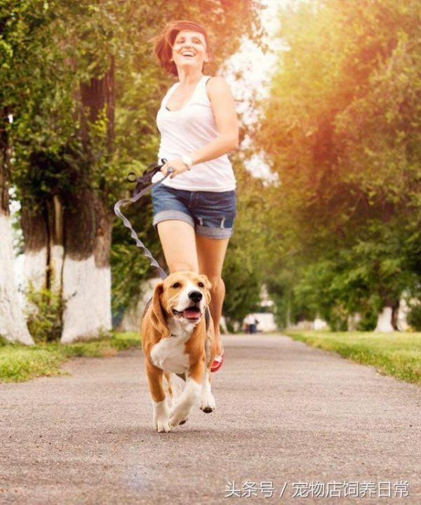 想养一只狗狗了吗？看看这篇不一样的狗狗分类，挑选适合你的爱犬
