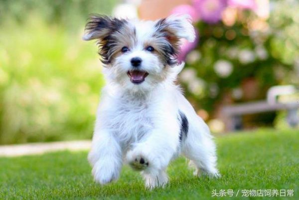 想养一只狗狗了吗？看看这篇不一样的狗狗分类，挑选适合你的爱犬