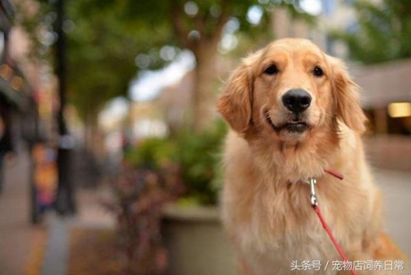 想养一只狗狗了吗？看看这篇不一样的狗狗分类，挑选适合你的爱犬